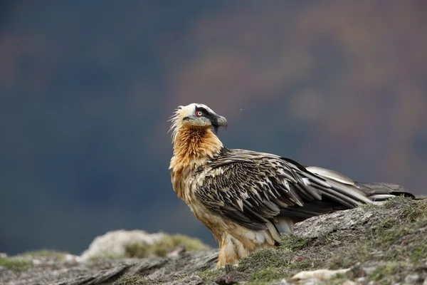 Lammergeier o lammergeyer o buitre barbudo , —  Fotos de Stock