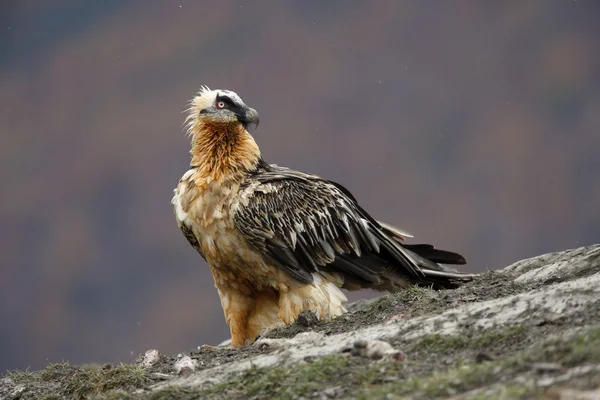 Lammergeier o lammergeyer o buitre barbudo , —  Fotos de Stock