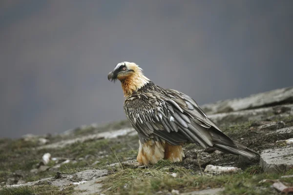 オオハゲタカまたは lammergeyer またはヒゲワシをはじめ, — ストック写真