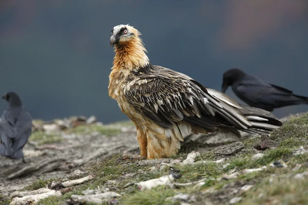 Lammergeier o lammergeyer o buitre barbudo , —  Fotos de Stock