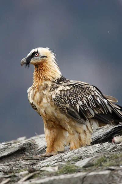 Lammergeier o lammergeyer o buitre barbudo , —  Fotos de Stock