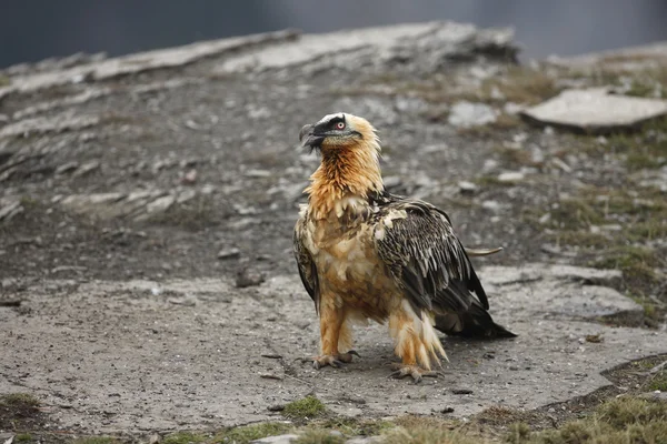 Lammergeier ou lammergeyer ou vautour barbu , — Photo