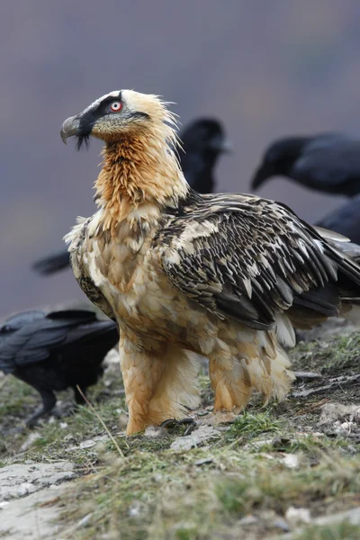 Lammergeier or lammergeyer or bearded vulture, — Stock Photo, Image