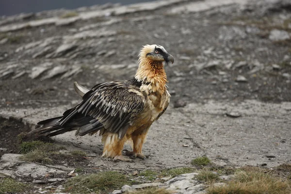 Lammergeier or lammergeyer or bearded vulture, — Stock Photo, Image