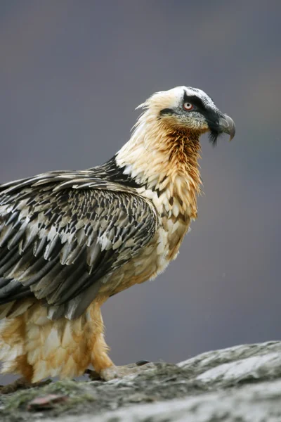 Lammergeier or lammergeyer or bearded vulture, — Stock Photo, Image