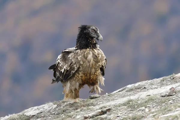 Lammergeier o lammergeyer o buitre barbudo , —  Fotos de Stock