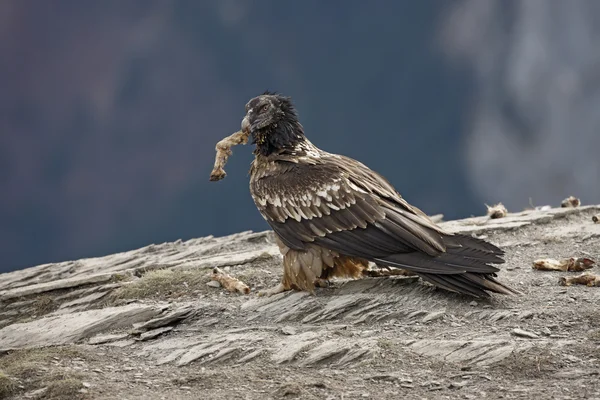 Lammergeier or lammergeyer or bearded vulture, — Stock Photo, Image