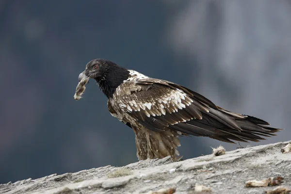 Lammergeier or lammergeyer or bearded vulture, — Stock Photo, Image