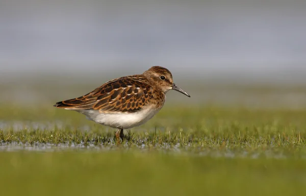 Minst sandpiper, calidris minutilla — Stockfoto