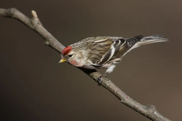 Lesser redpoll, Carduelis cabaret — Stock Photo, Image