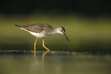 Küçük sarıbacak, tringa flavipes