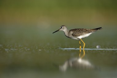 Küçük sarıbacak, tringa flavipes