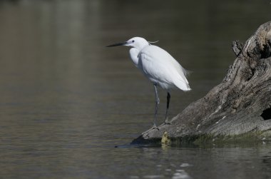 Küçük ak balıkçıl, egretta garzetta