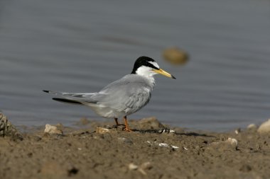 küçük sumru, sterna albifrons