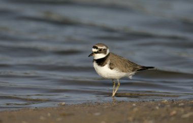 Küçük halkalı karasurat, Charadrius dubius