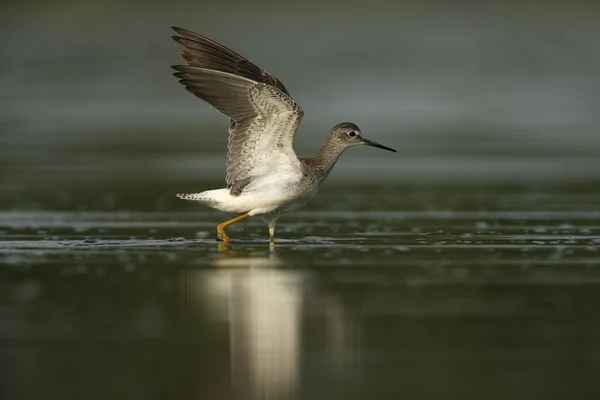 Plameňák růžový, tringa žlutonohá — Stock fotografie