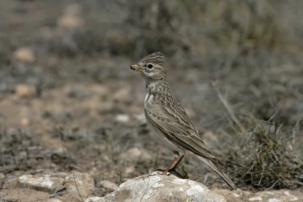 Alondra de dedos cortos, Calandrella rufescens — Foto de Stock