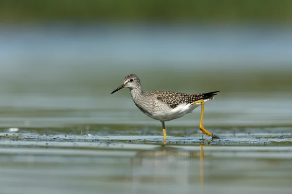 Mindre gulbena, tringa flavipes — Stockfoto