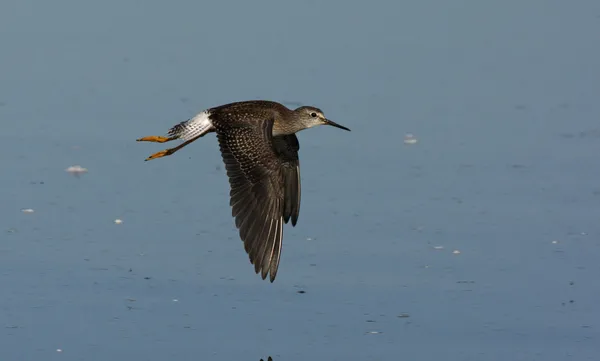 较小的 yellowlegs，tringa 螟 — 图库照片