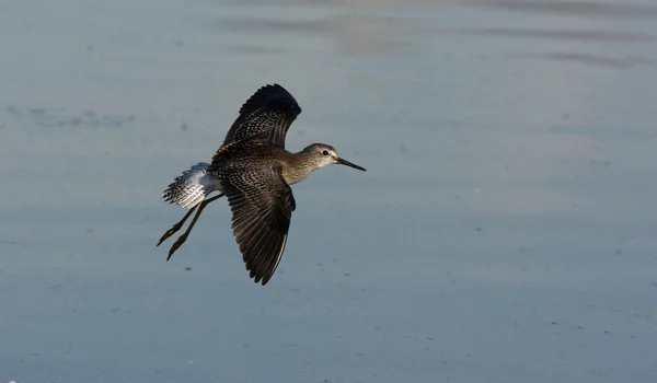 较小的 yellowlegs，tringa 螟 — 图库照片