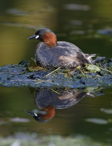 Kleine grebe, Tachybaptus ruficollis — Stockfoto