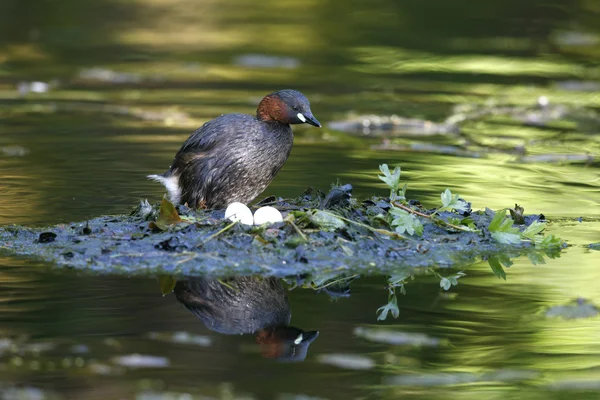 Lilla kråkan, Tachybaptus ruficollis — Stockfoto