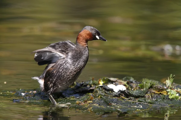 Lilla kråkan, Tachybaptus ruficollis — Stockfoto