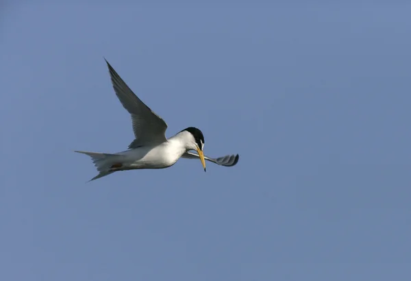 Piccola sterna, Sterna albifrons — Foto Stock