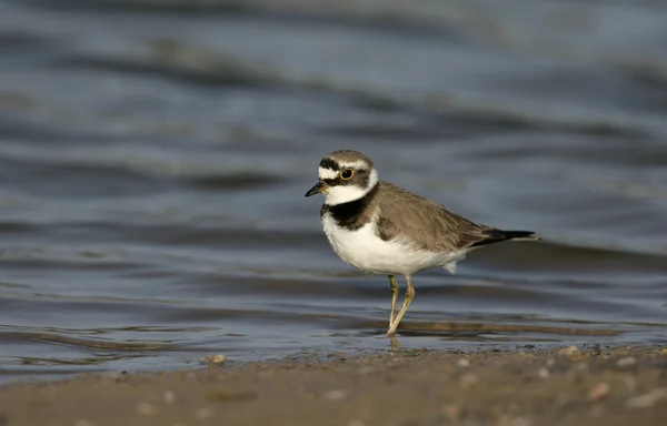 Little-ringed plover, Charadrius dubius — Stock Photo, Image