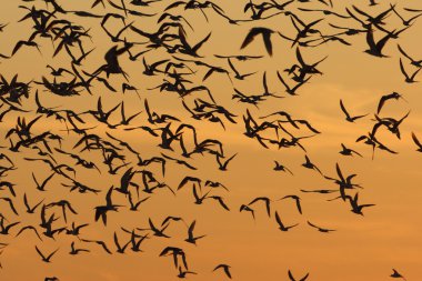 Kuzey Kutbu, yaygın ve en azından kırlangıçlar