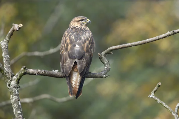 Αετογερακίνα, buteo Ρουφίνος — Φωτογραφία Αρχείου