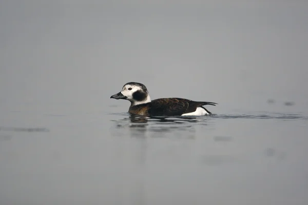 Pato de cauda longa, Clangula hyemalis — Fotografia de Stock