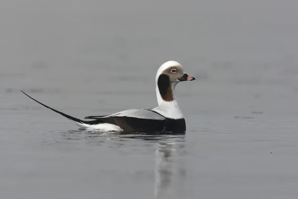 Pato de cauda longa, Clangula hyemalis — Fotografia de Stock