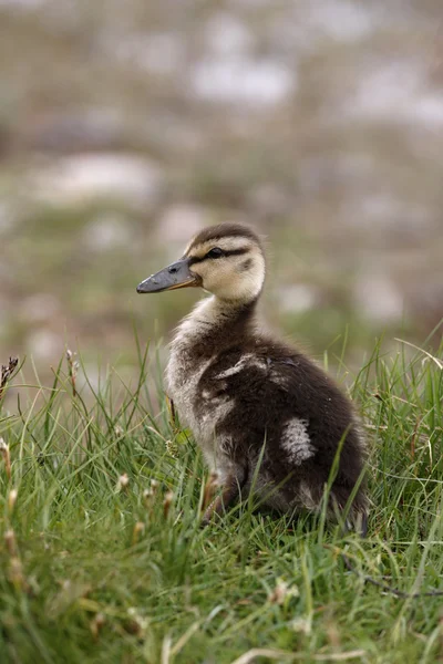 Canard colvert, anas platyrhynchos — Photo