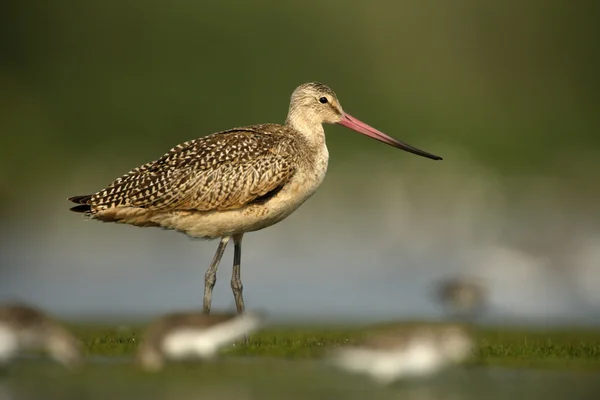 Mramorovaný godwit, limosa fedoa — Stock fotografie