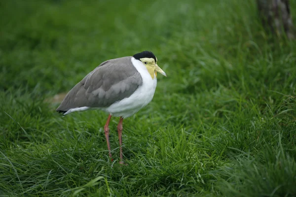 Masked plover or lapwing, Vanellus miles — Stock Photo, Image