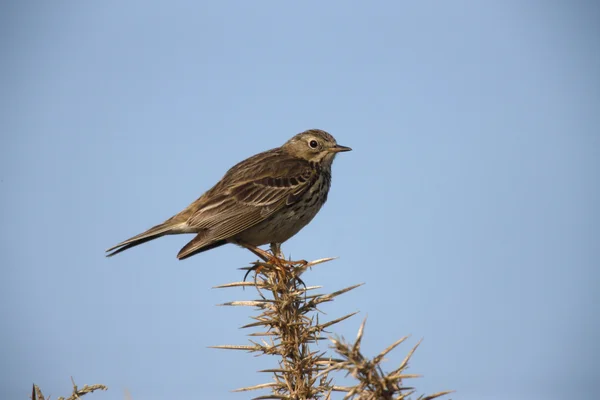 Pipit prado, Anthus pratensis — Fotografia de Stock