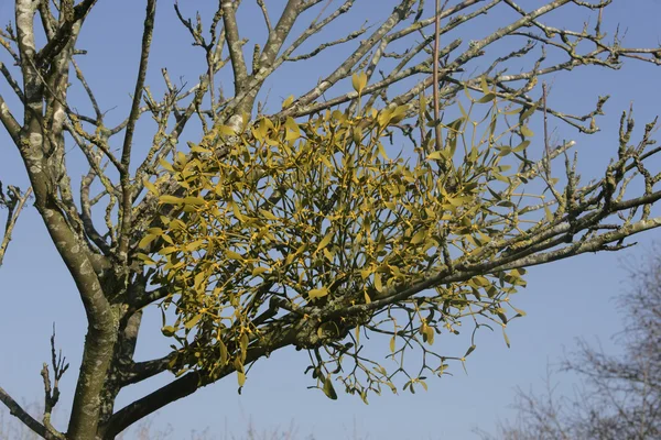 Mistletoe, Viscum album, Gloucestershire — Stock Photo, Image