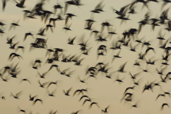 Arctic, common and least terns — Stock Photo, Image