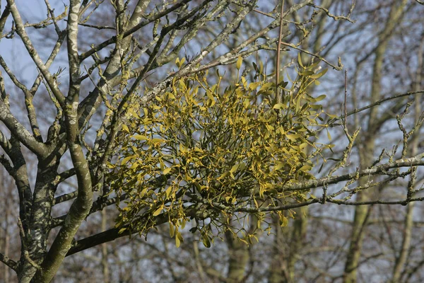 Mistletoe, Viscum album, Gloucestershire — Stock Photo, Image