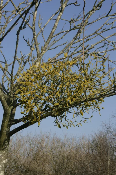 Mistletoe, Viscum album, Gloucestershire — Stock Photo, Image
