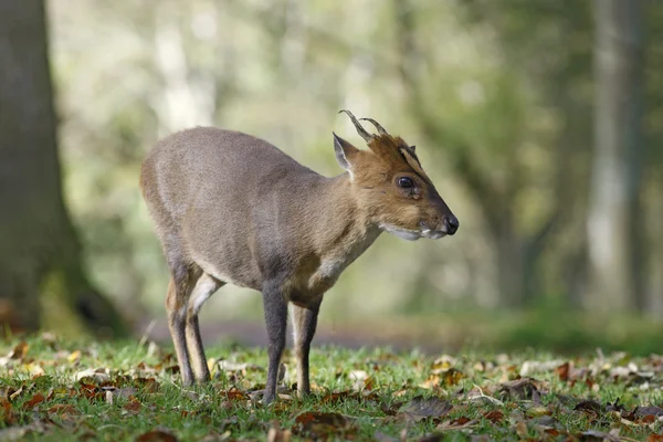 Čínské muntjacký, muntiacus reevesi — Stock fotografie