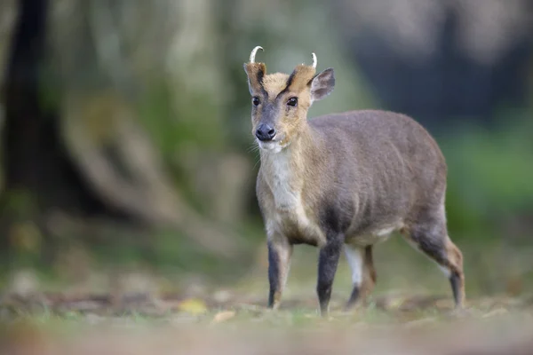 Chinesisch muntjac, muntiacus reevesi — Stockfoto