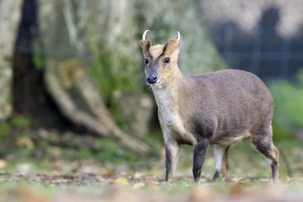 Muntjac cinese, Muntiacus reevesi — Foto Stock