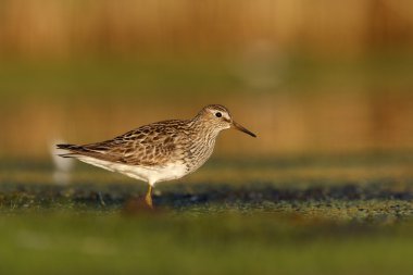 çizgili kum kuşu, calidris melanotos,