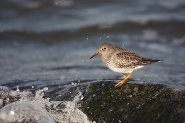 Mor Çulluk, Calidris Maritima