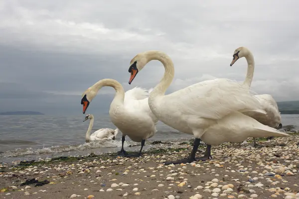 Cisne mudo, cygnus olor — Fotografia de Stock