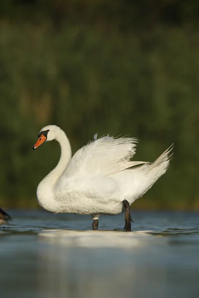 Cisne mudo, cygnus olor — Fotografia de Stock