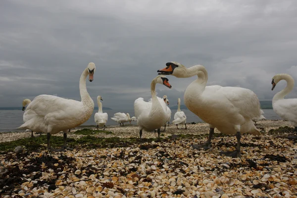 Cisne mudo, cygnus olor — Fotografia de Stock