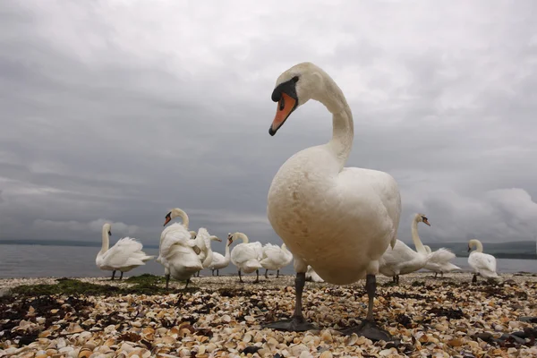 Cisne mudo, cygnus olor — Fotografia de Stock